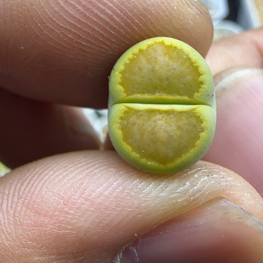 276 生石花大棚直播