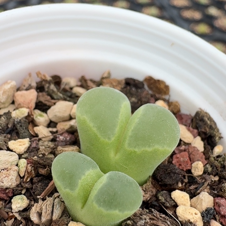 280双头带盆土。