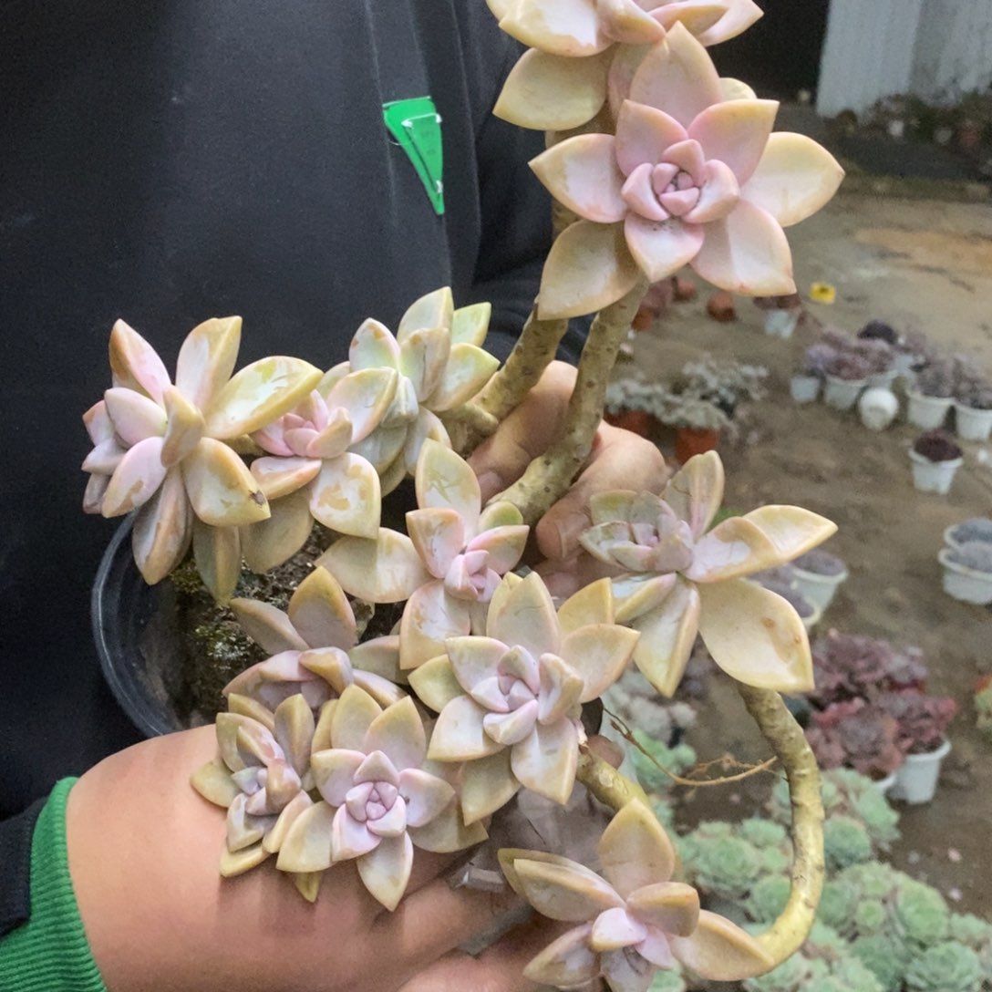 紫雾单头带仔四盆