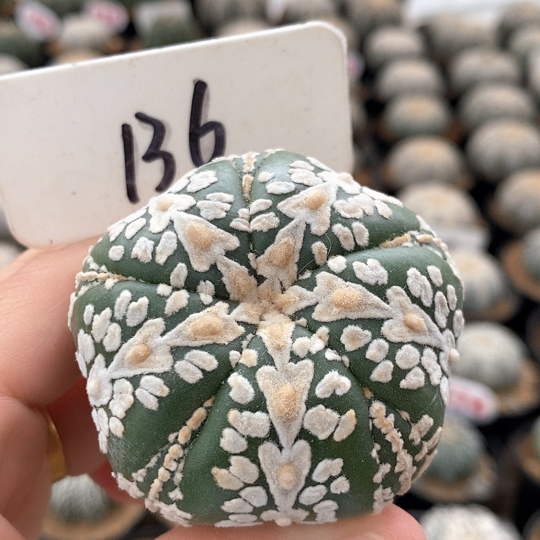 136五愣复愣v兜系列之