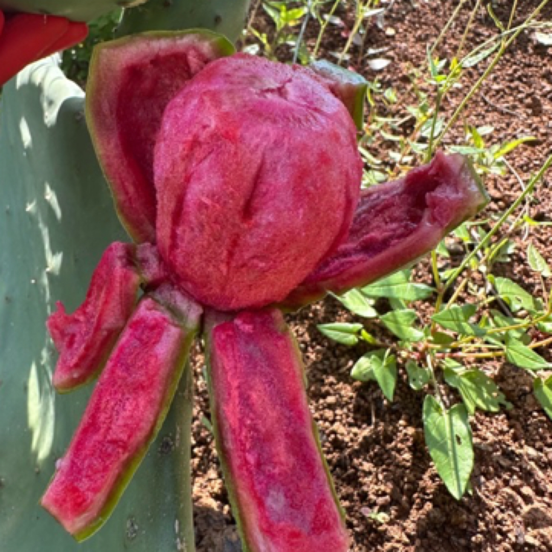 【仙建源】【滇红】/【云钻】【鹿角】【黄旗】仙人掌种植片