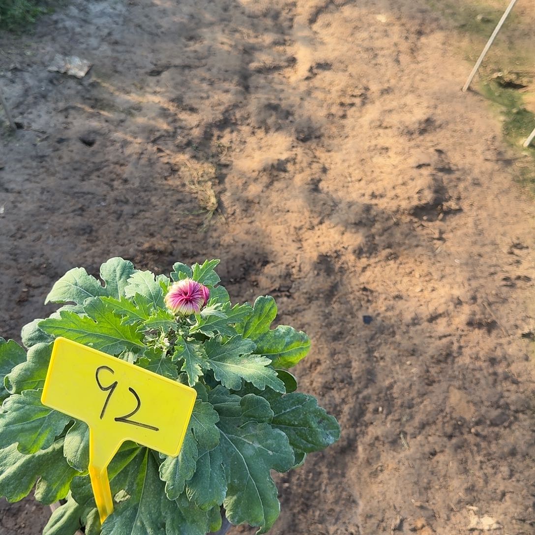 晓***，大部分花苞少量开放92华严