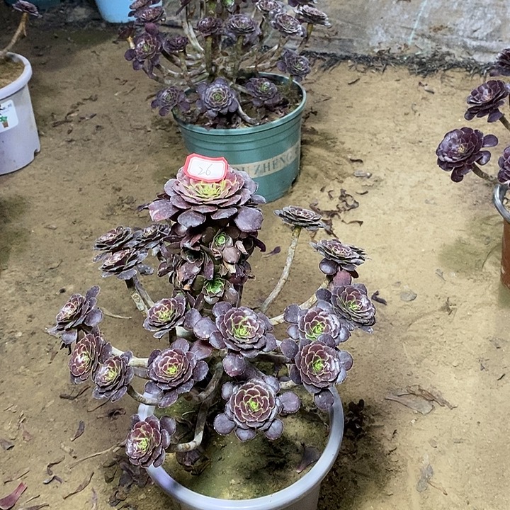 26，黑萝莉多肉法师多肉法师