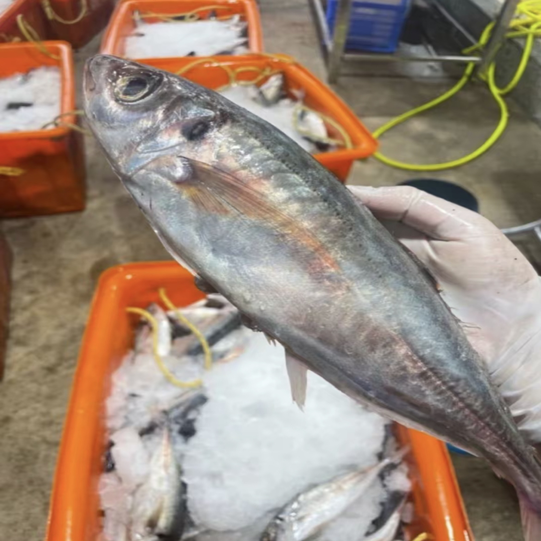 野生红尾巴浪鱼5斤 汕尾本港海捕