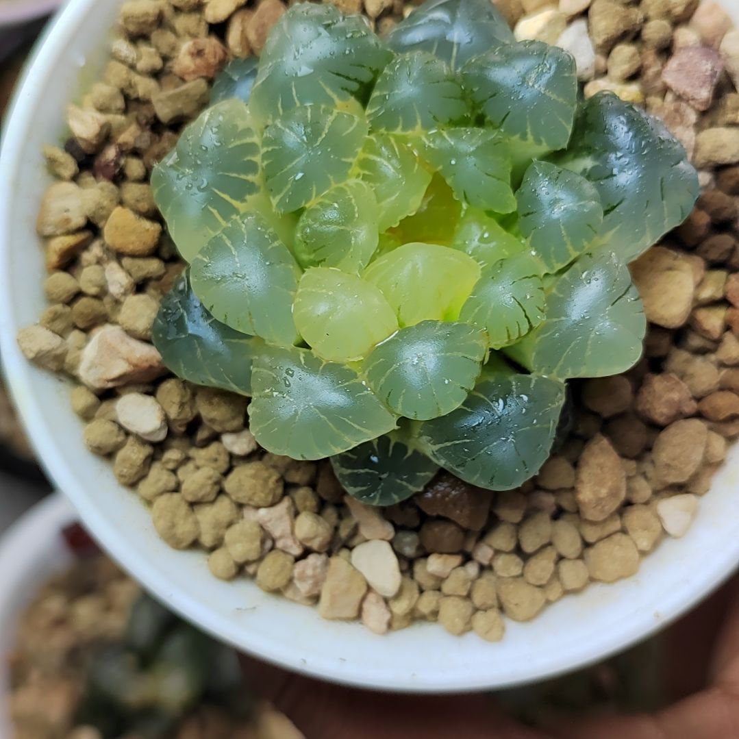 23号实生玉露锦 叶子均有绿 5.5厘米左右一物一拍带盆