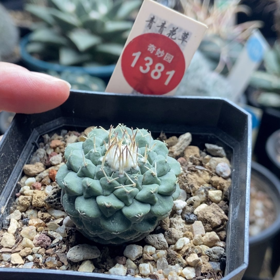 实生母本菊水3.3cm一棵仙人球