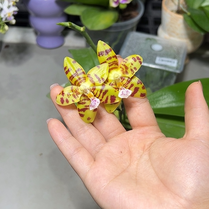 无花朵变异查特安博两眼