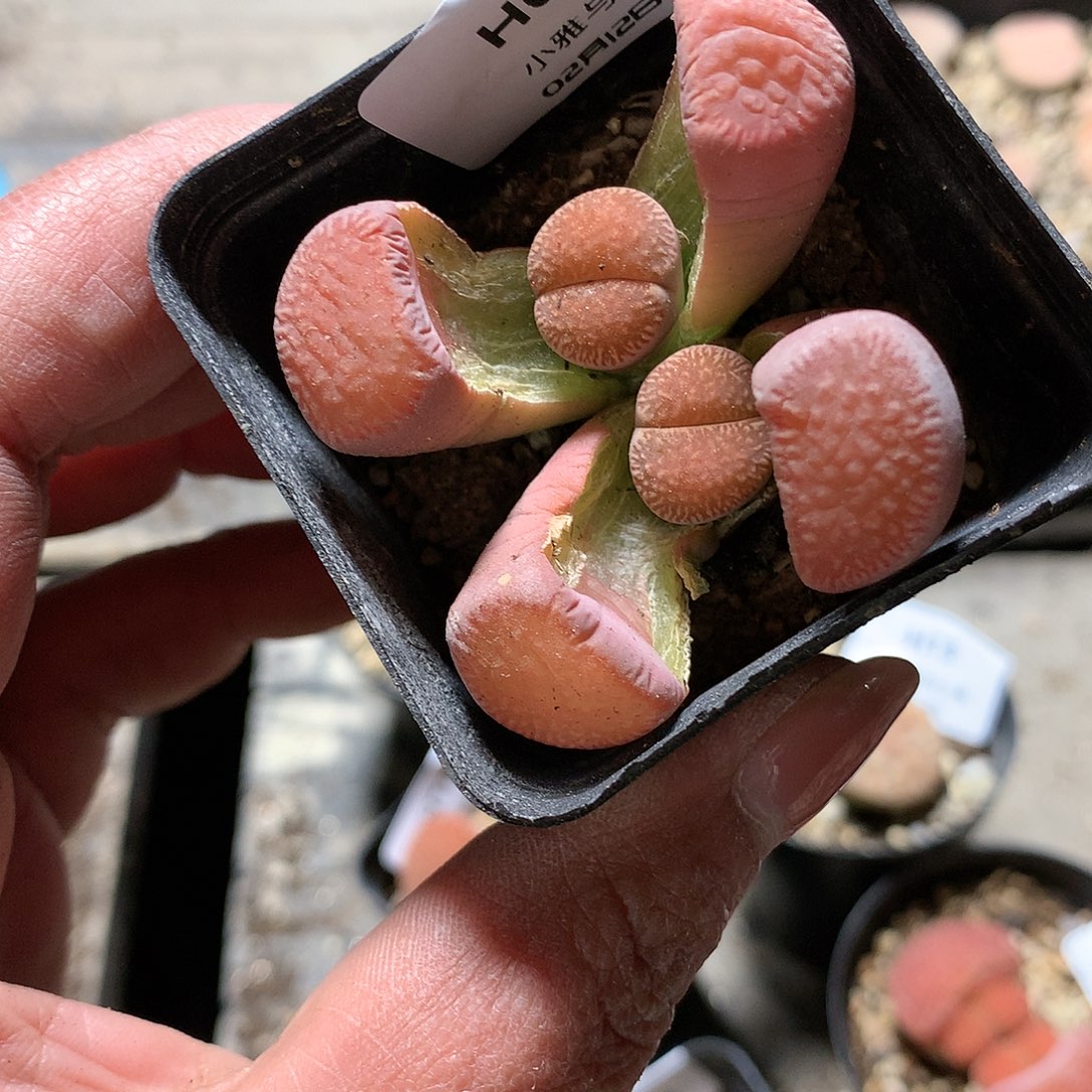 H19多肉植物保护研究所