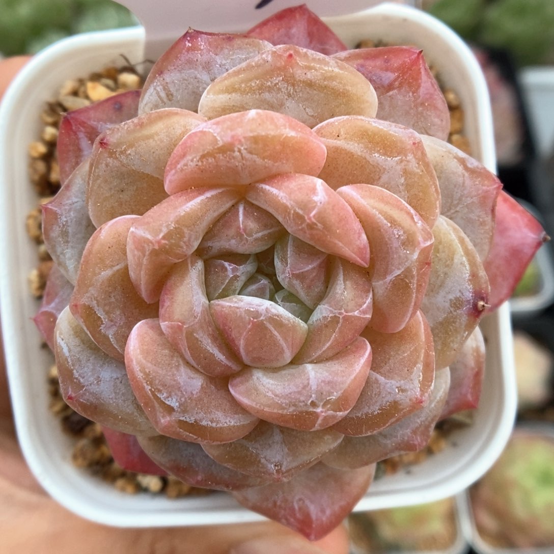 糖心冰魄可拍367号。       