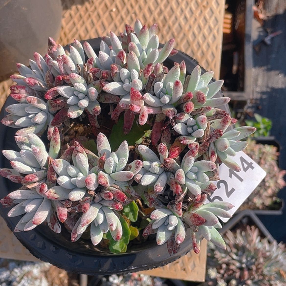 【闪购商品】棒白姆