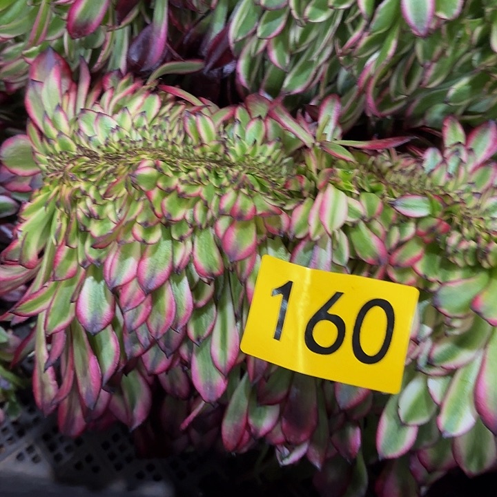 多肉植物福利160