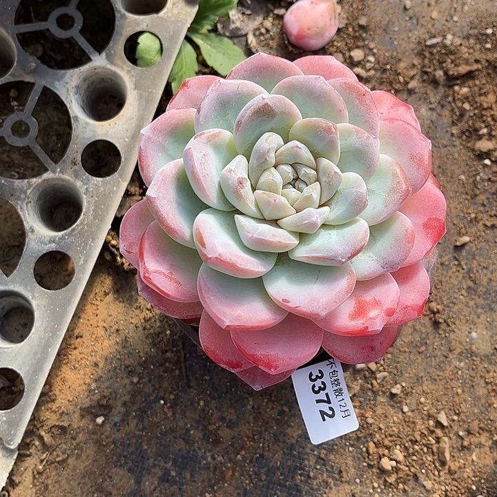 阿雅园艺。     3372