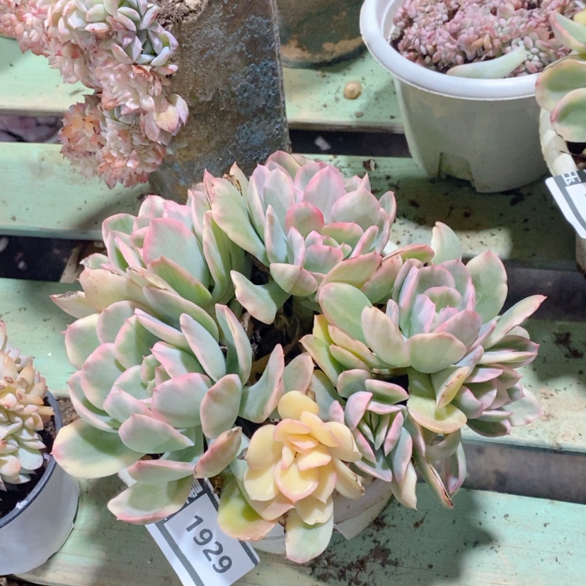 【闪购商品】绮罗锦1929