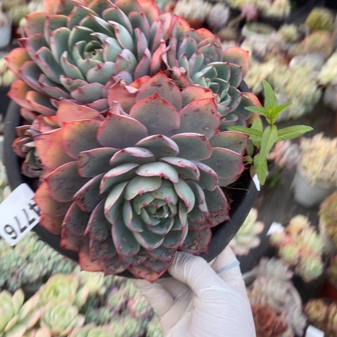 4776赫拉老桩一物一拍