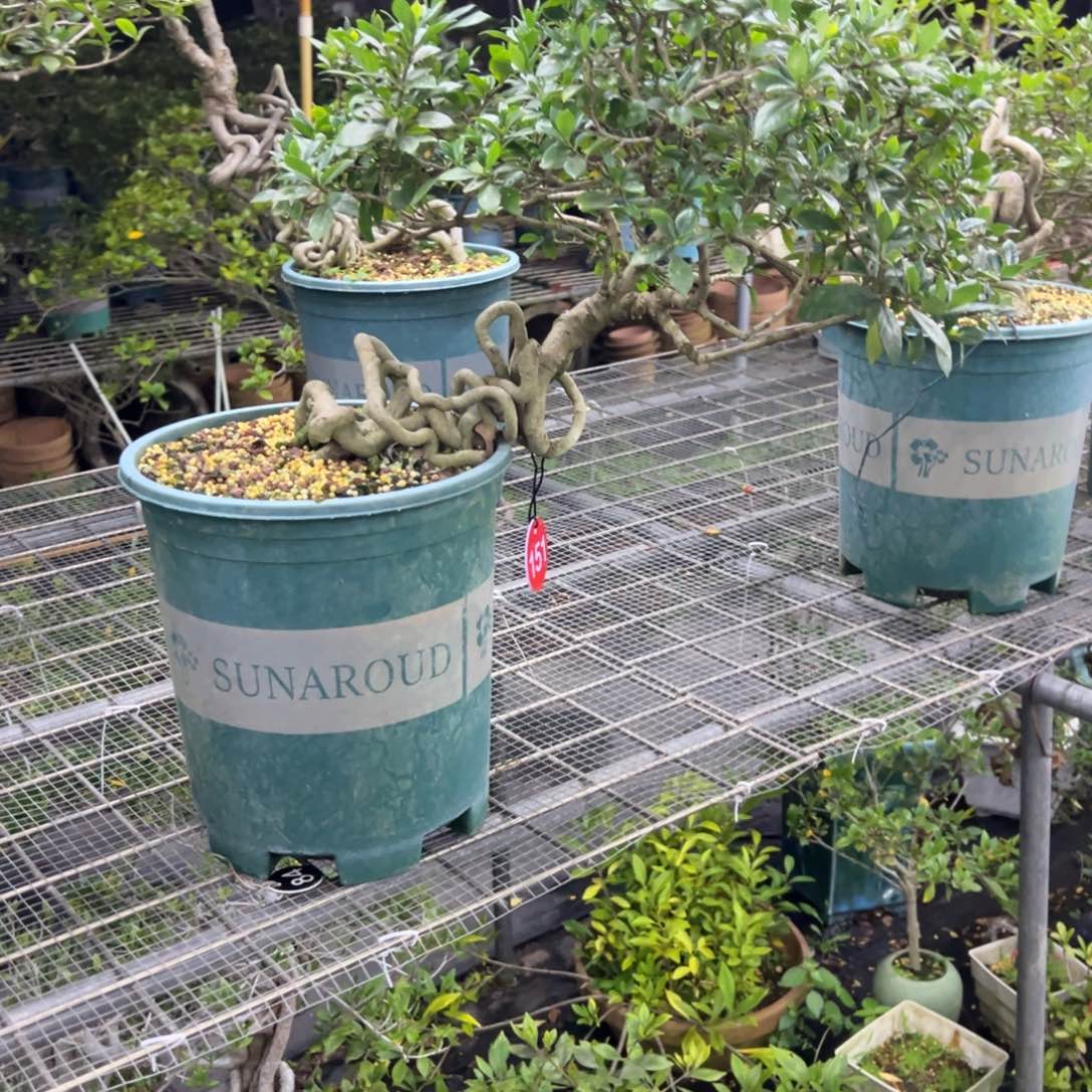 极***义无花朵栀子花盆景老桩