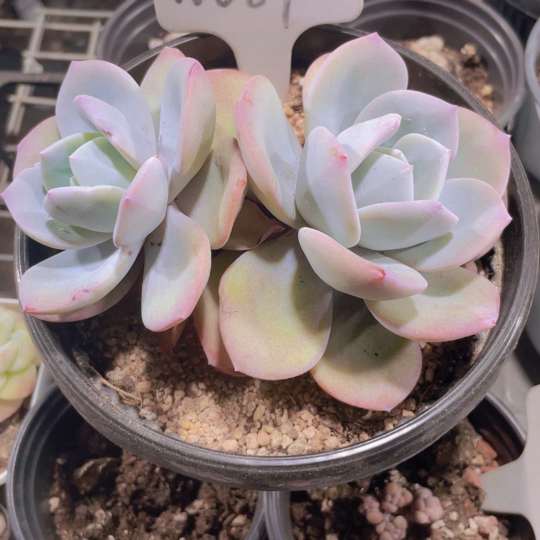 韩版奶茶w089一物一拍