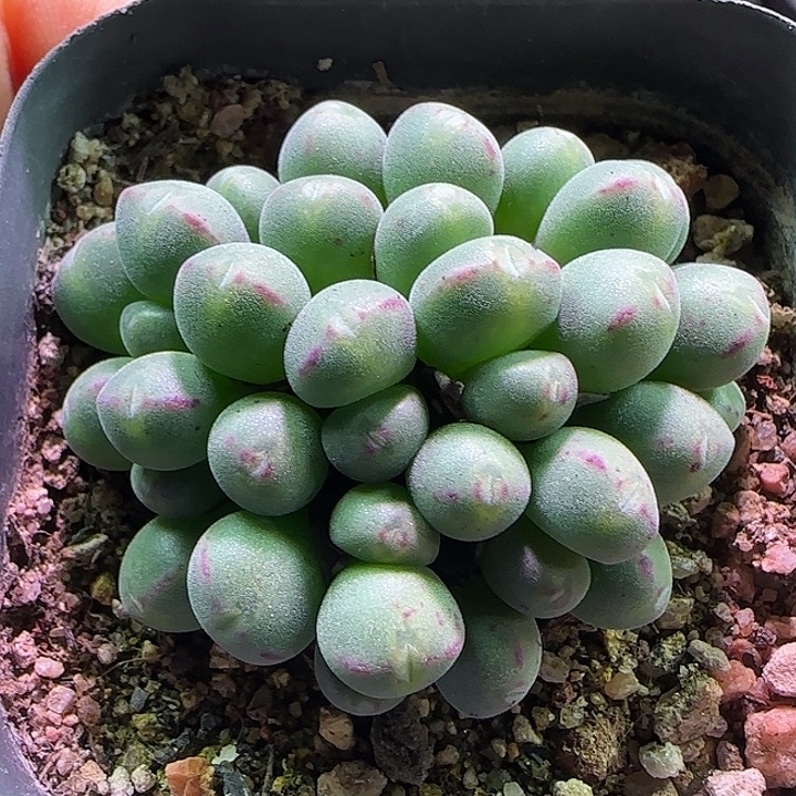 957。        蓝绿特毛的哦