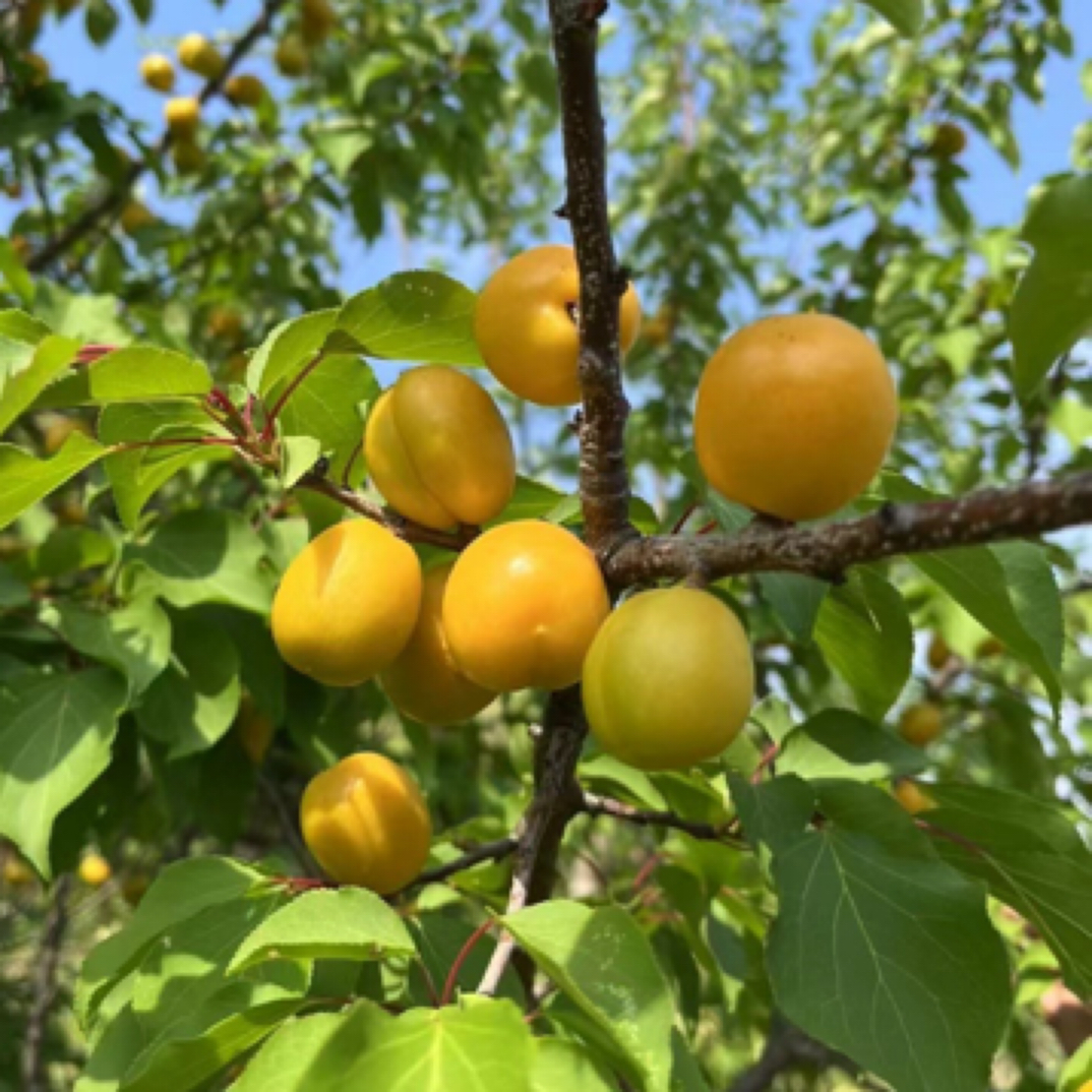 【顺丰】沂蒙山小白杏珍珠油杏一杏两吃新鲜应季