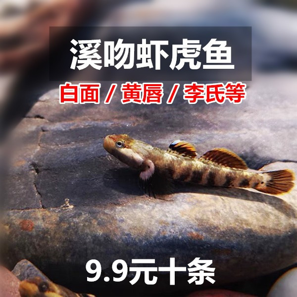 溪吻虾虎白面李氏黄唇波氏戴氏小型虾虎鱼原生鱼冷水鱼免加温