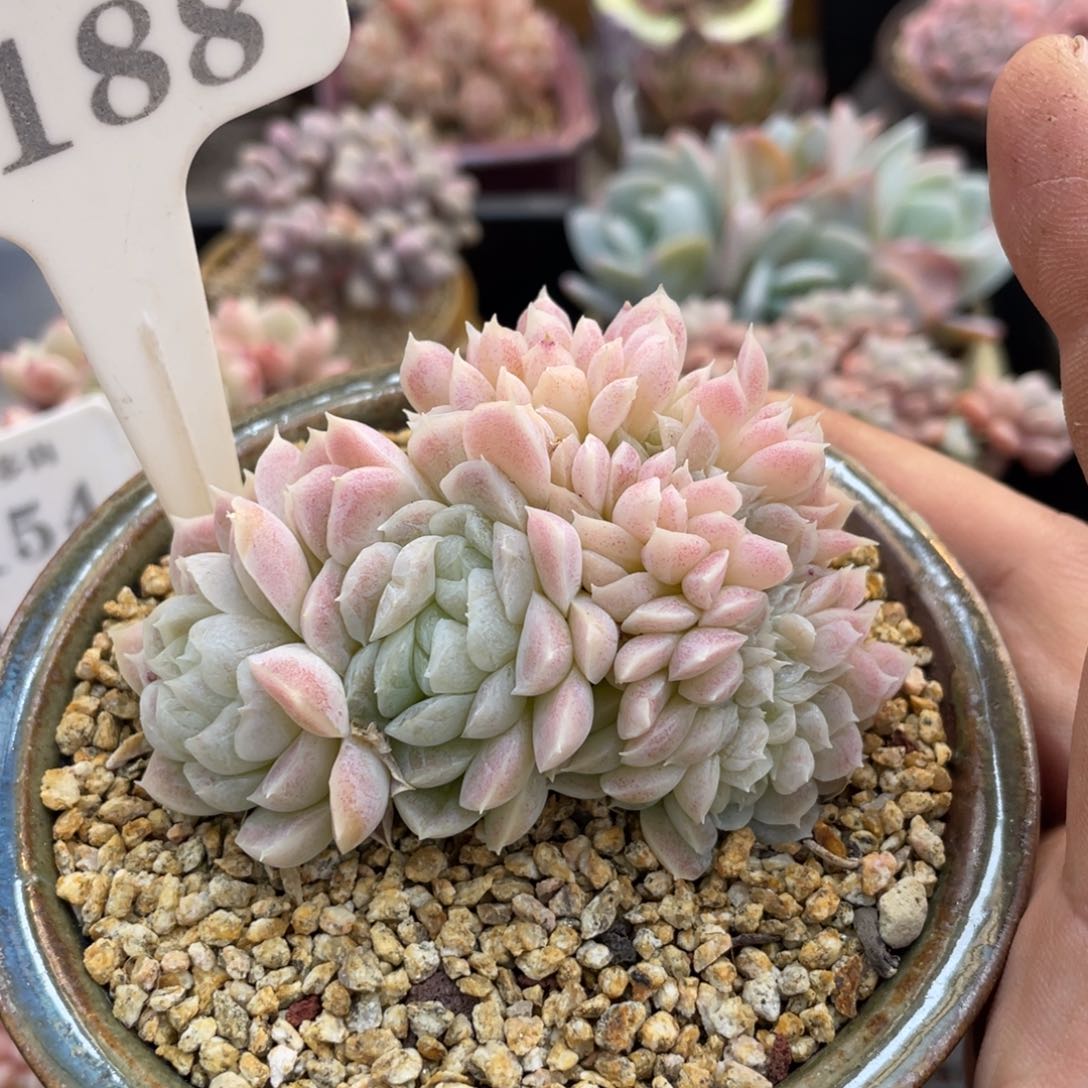 0188白月影不带盆8厘米