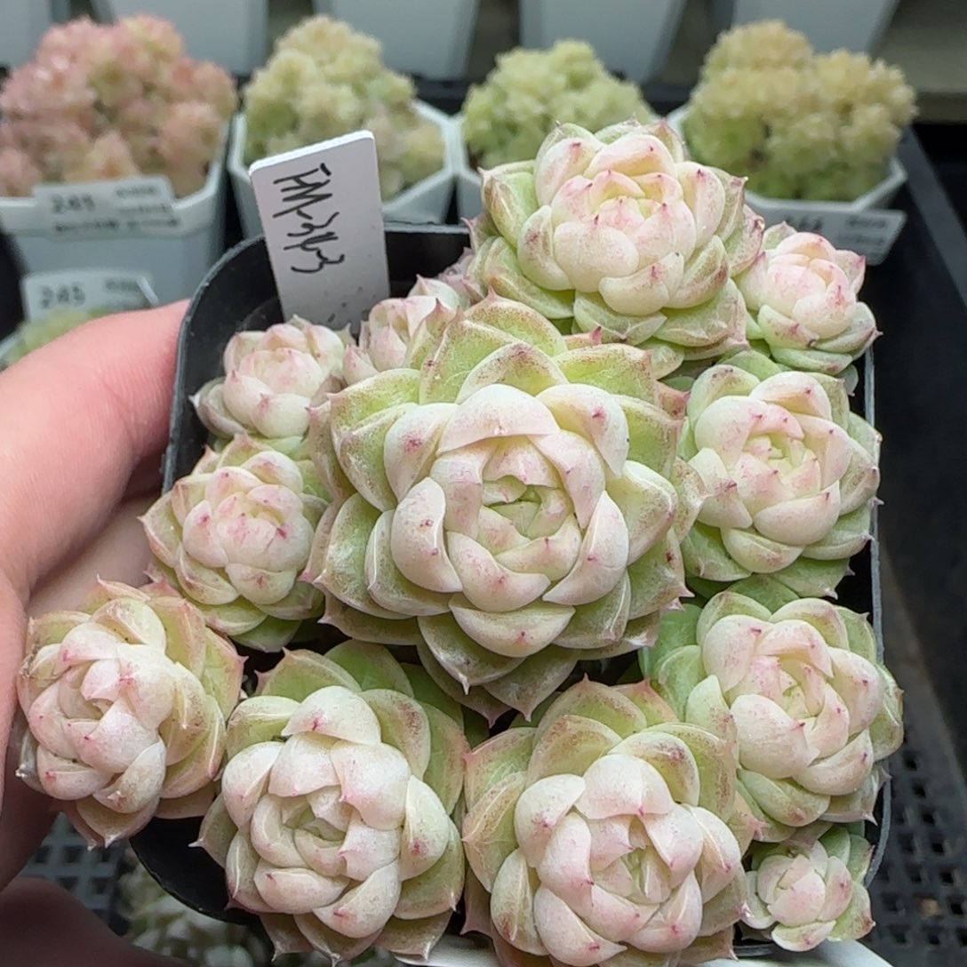 0206-246（FM-34-3）