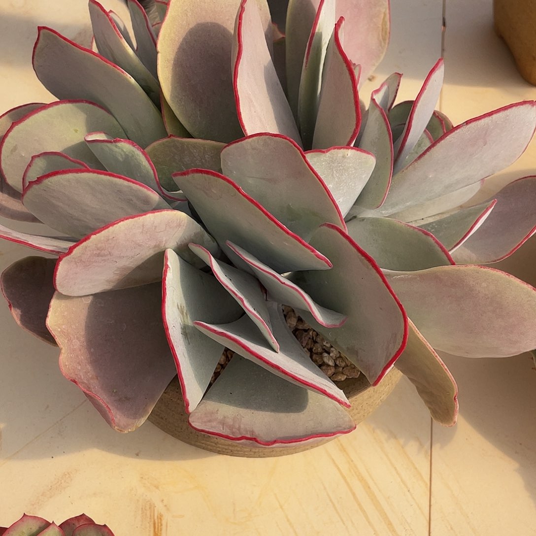 白眉多肉多肉多肉