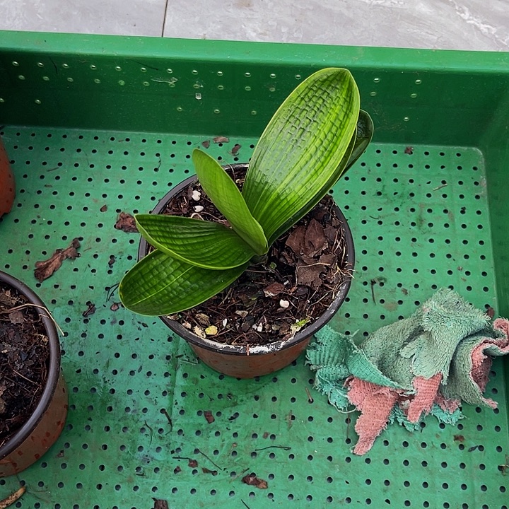 完全开放有吗彩兰