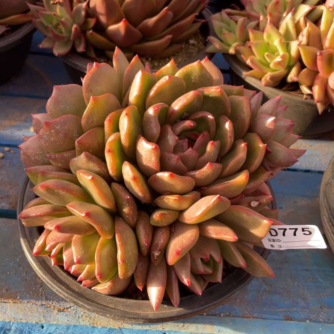 无花朵若如东云组拍D775