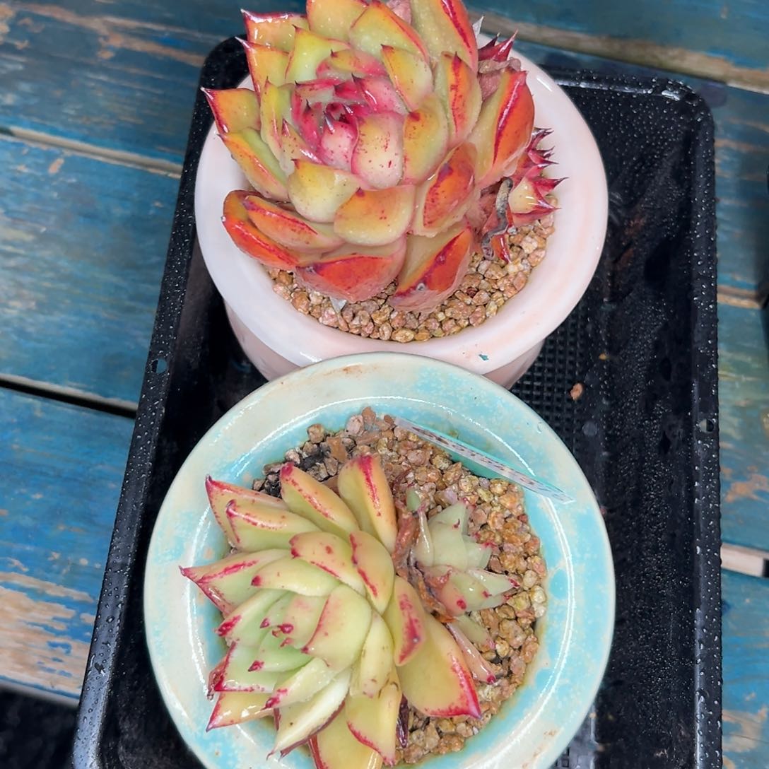 多肉一物一拍-0124-375