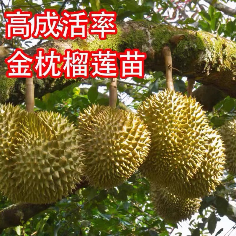 正品嫁接榴莲树苗金枕猫山榴莲树苗带土带叶顺丰包邮榴莲树苗