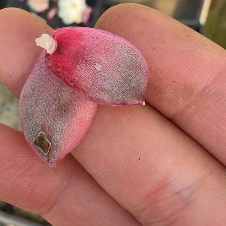 紫水晶叶片一组价格