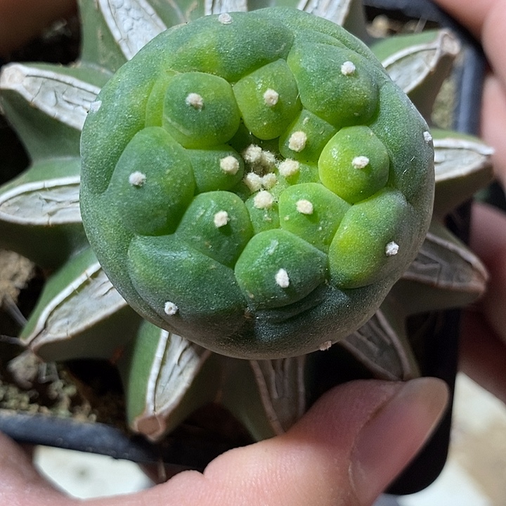 苗接银花锦。337号