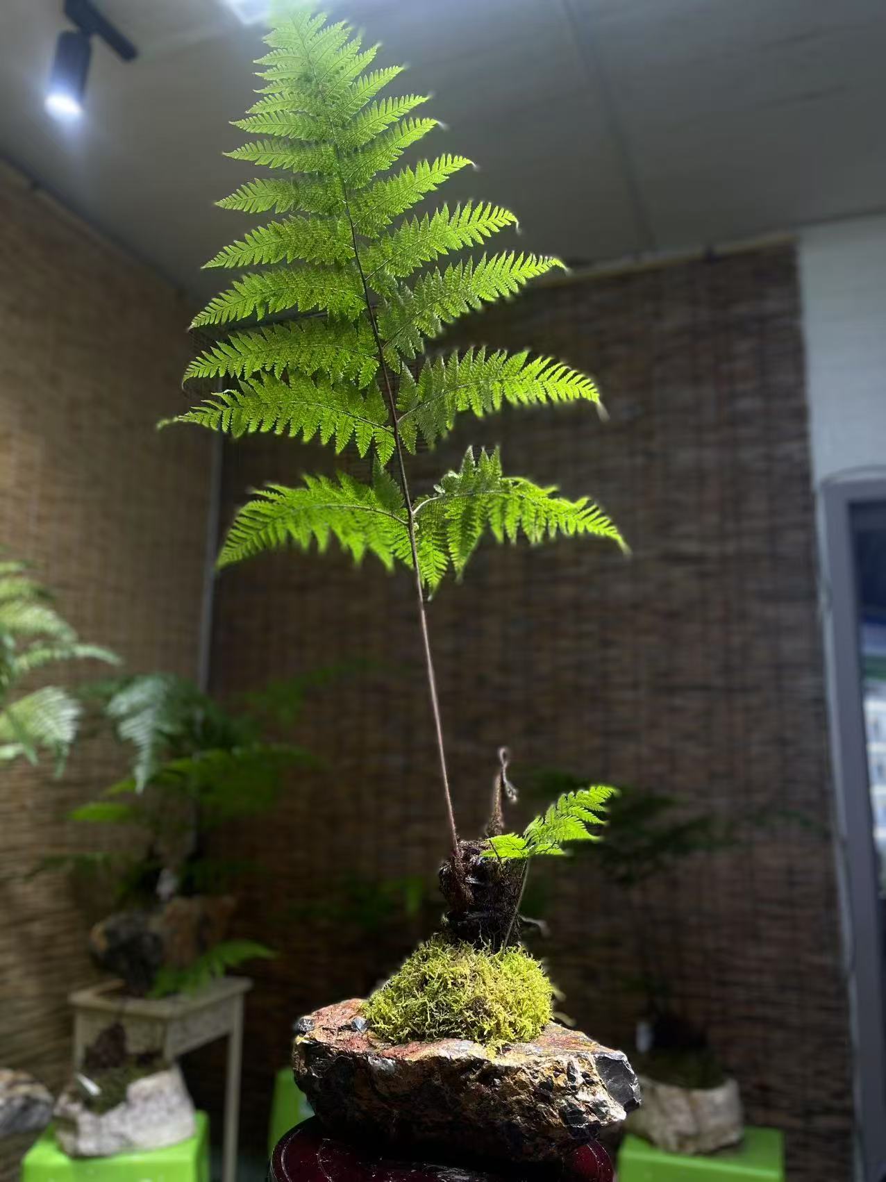 室内好养水培金丝虹鳞蕨石盆绿植