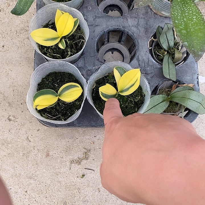 当前无花栽培后可以开花金边