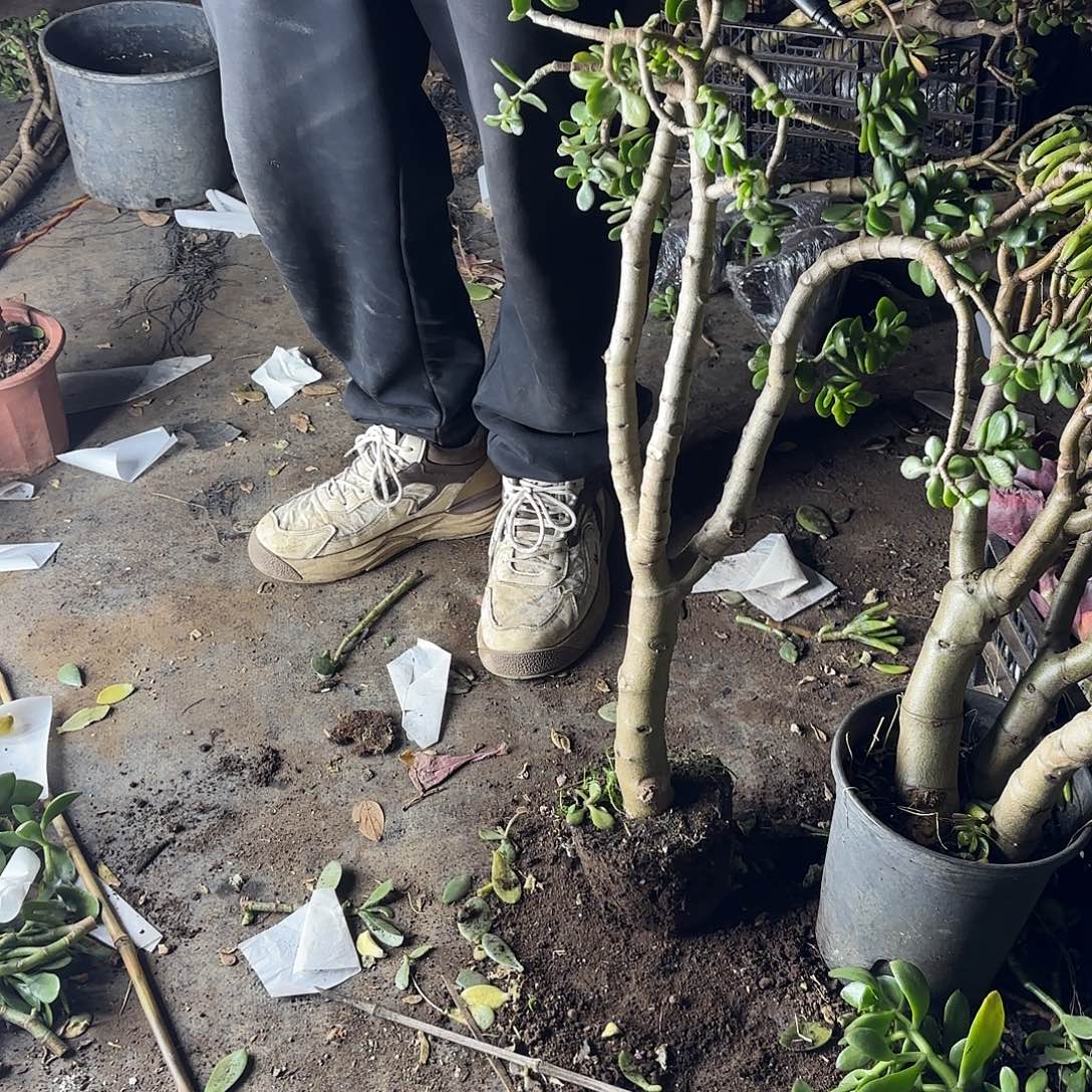 凤***儿8989姬红花月不售后