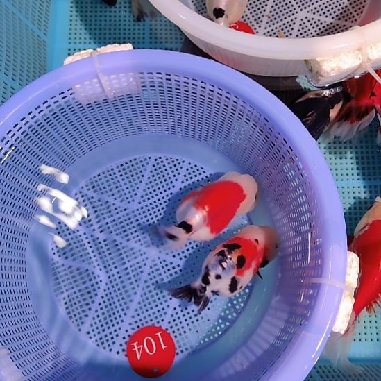 金鱼104兰寿两只特价顺丰包邮