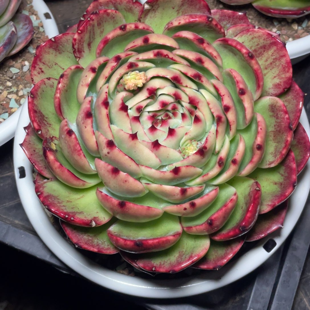 惊鸿仙子冠服18左右