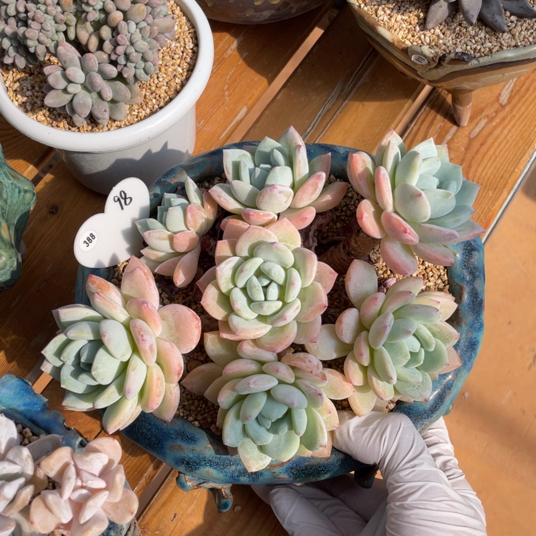 叶植庭多肉：冷香老桩