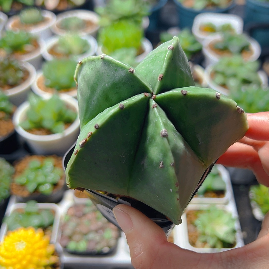 5398玉露多肉植物一颗