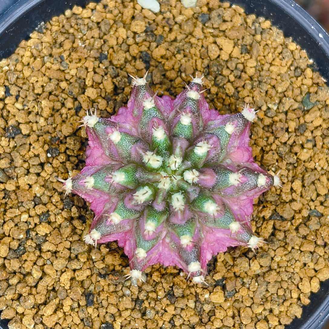 米哈洛维奇 实生 海神锦 新货发根中