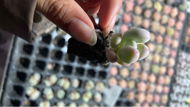 精品苹果奶小穴苗多肉植物