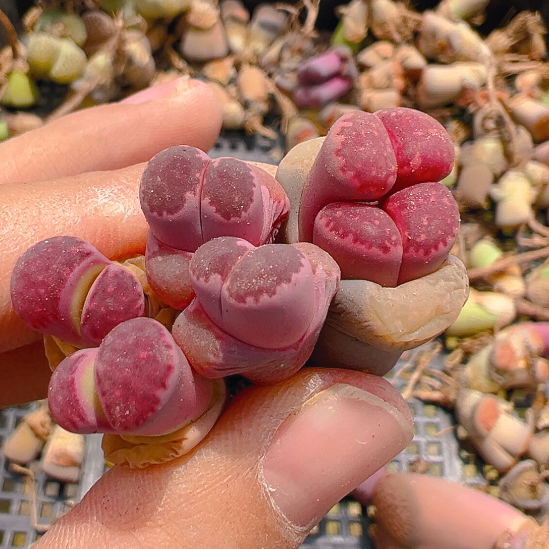 23569团团圆圆呀