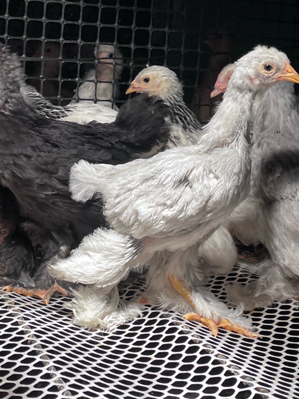 婆罗门鸡整只1斤左右（2只装）