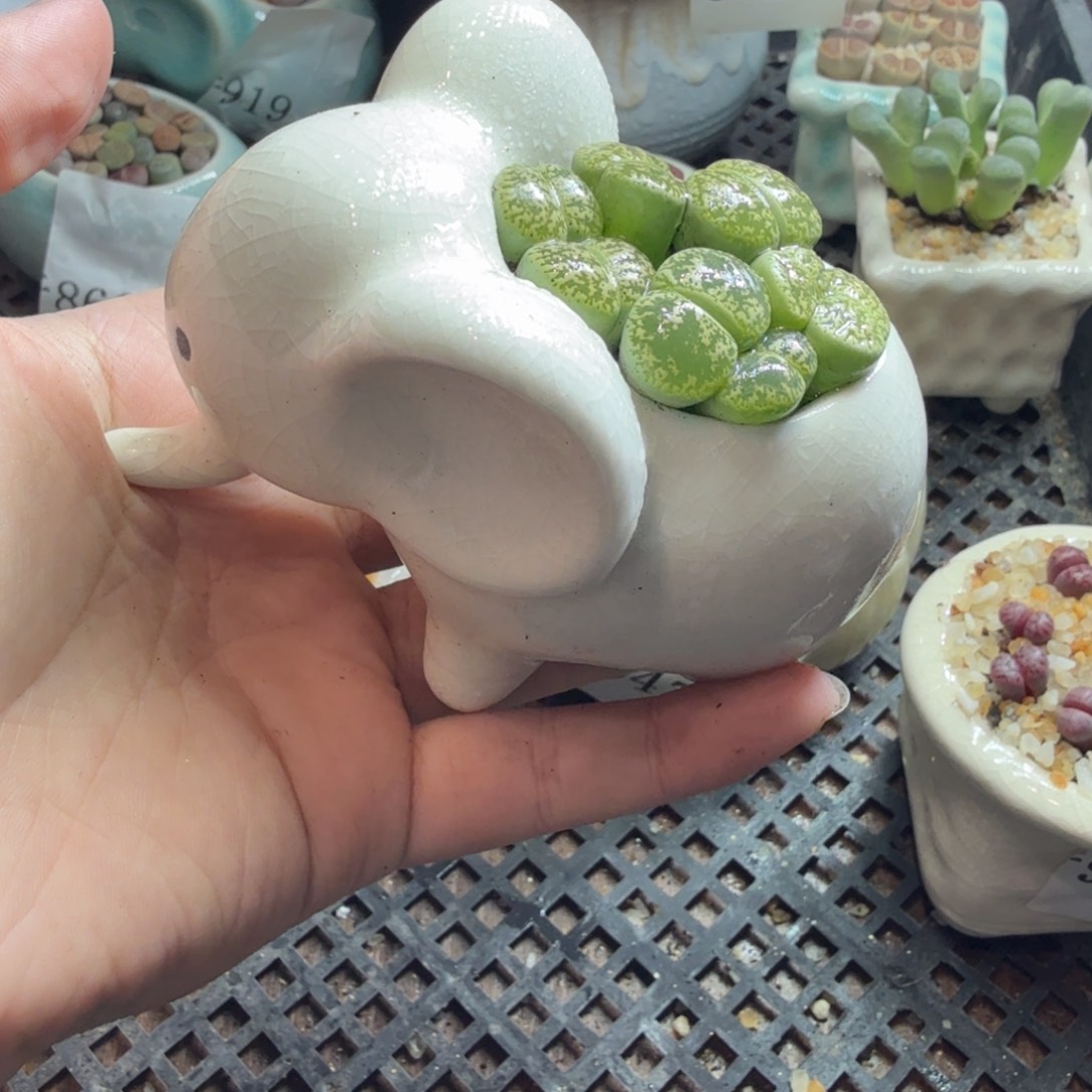 多肉植物和植物的生长发育和970