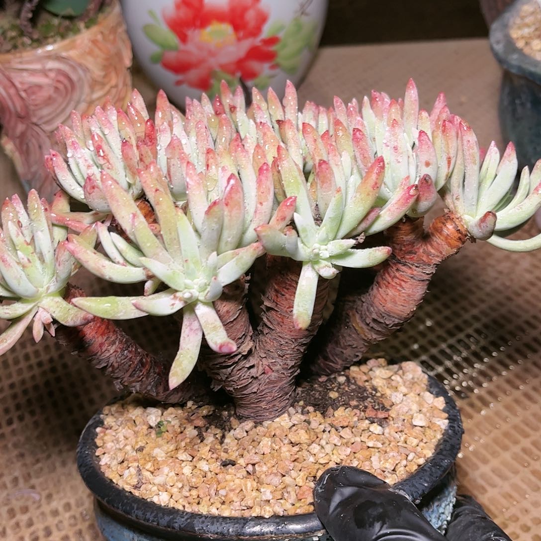 9101白鹭仙女杯多肉