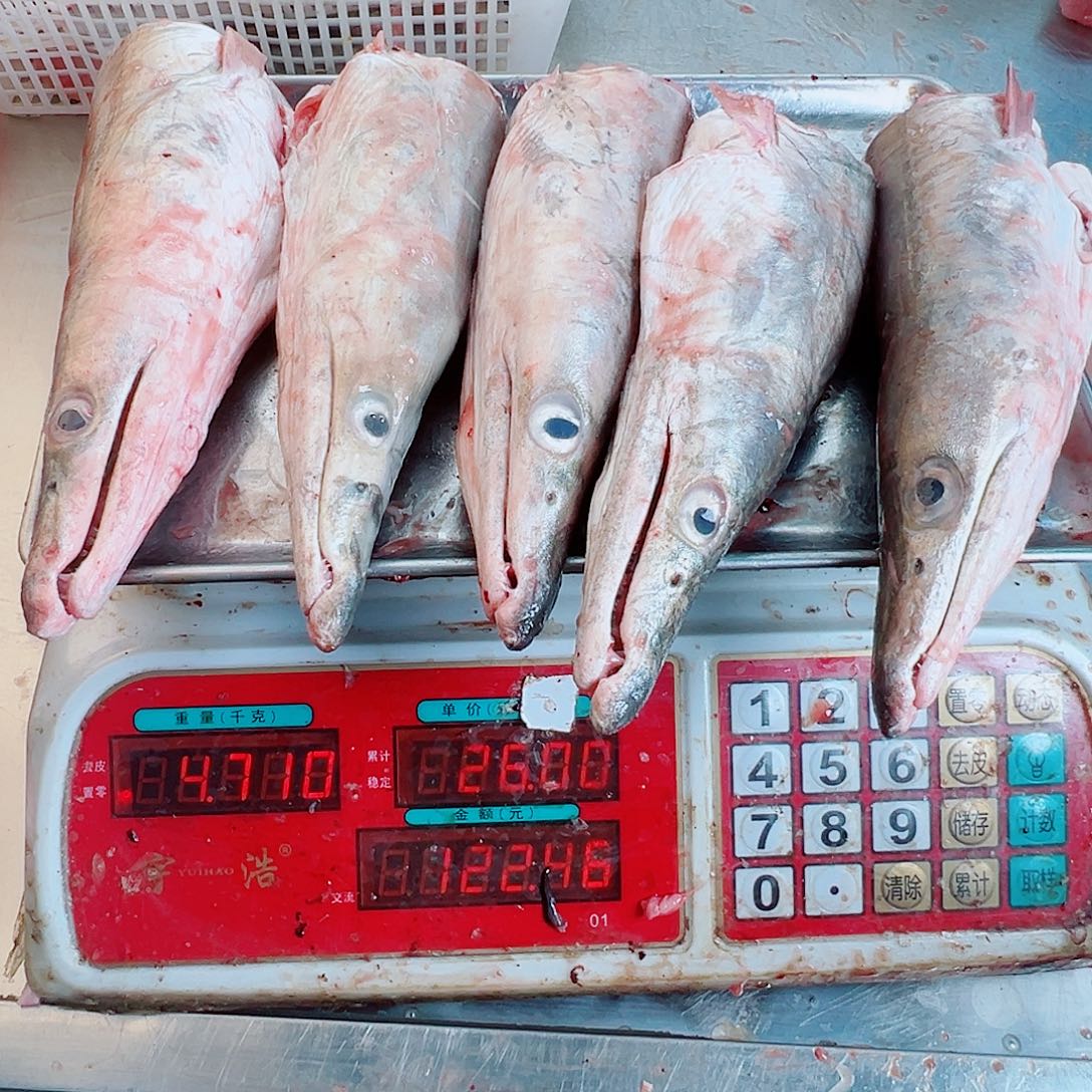 中国大陆五个鳗鱼头