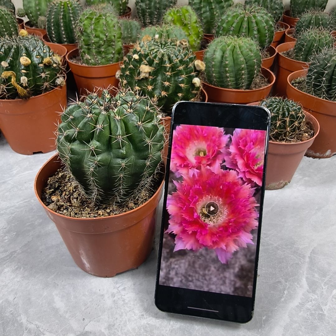 自根羽毛6号带盆发（7cm）