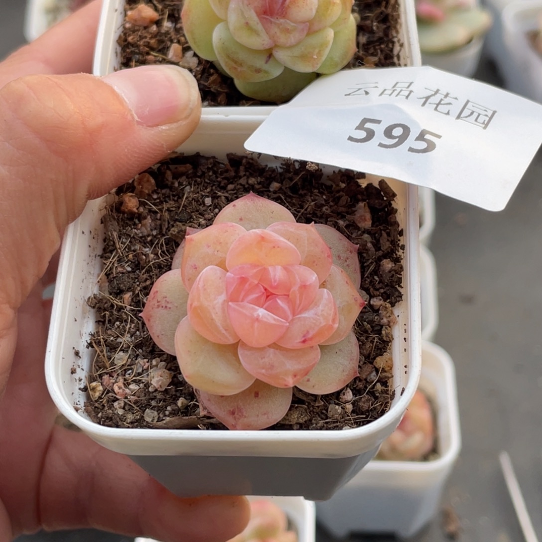 鹅****595号糖心冰心珍妮2