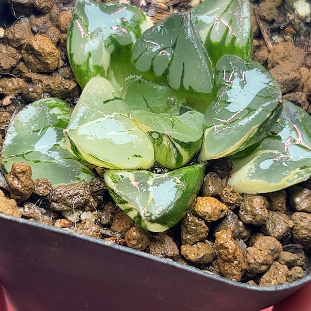 摩迪卡锦十二卷多肉