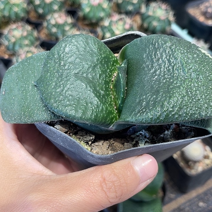 实生卧牛仙人球一颗